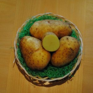 Krompir ARTRIČE