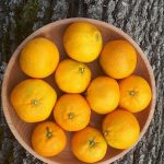 Mandarine v skledi